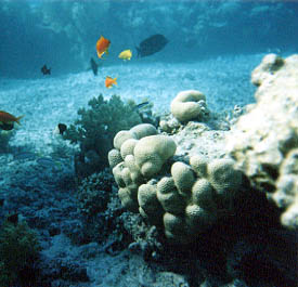 photo sous-marine de coraux et poissons