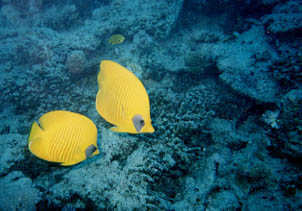 poissons papillons citrons